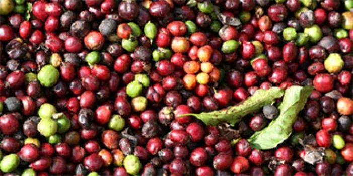 Grandoro Gourmetkaffee Indien Monsooned Malabar AA Grandoro Gourmetkaffee Indien Monsooned Malabar AA