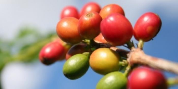 Grandoro Gourmetkaffee Kolumbien Excelso entcoffeiniert Grandoro Gourmetkaffee Kolumbien Excelso entcoffeiniert