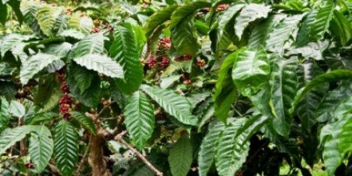 Grandoro Gourmetkaffee Sumatra Mandheling Grandoro Gourmetkaffee Sumatra Mandheling